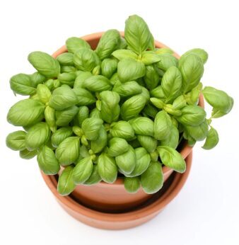 Baziliks 'Eleonora'